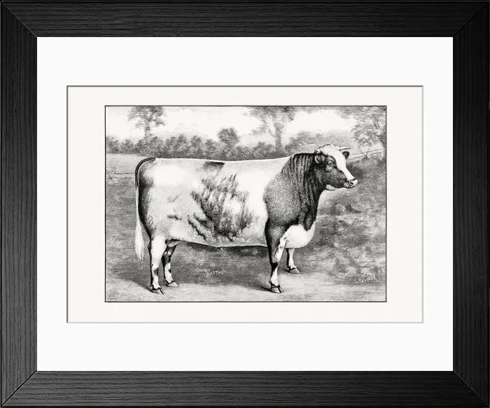 Framed Print : Shorthorn or Durham Cattle. Vintage cattle illustration of a cow from an 1887 livestock book Framed Print : Shorthorn or Durham Cattle. Vintage cattle illustration of a cow from an 1887 livestock book