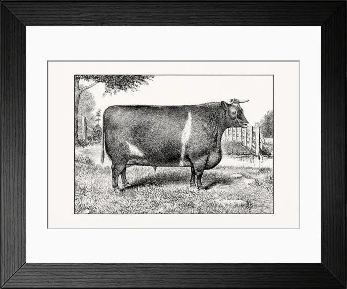 Framed Print : Shorthorn or Durham Cattle. Antique cattle illustration of a bull from an 1887 livestock book Framed Print : Shorthorn or Durham Cattle. Antique cattle illustration of a bull from an 1887 livestock book