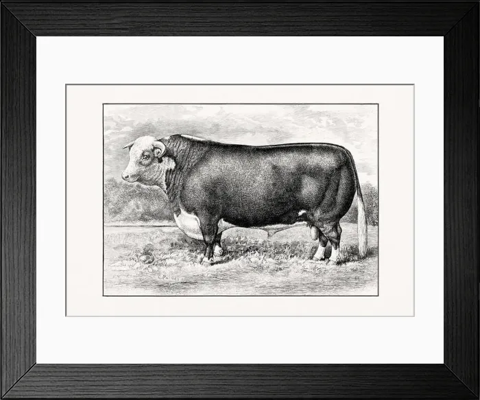 Framed Print : Hereford Cattle. Antique cattle illustration of a bull from an 1887 livestock book Framed Print : Hereford Cattle. Antique cattle illustration of a bull from an 1887 livestock book