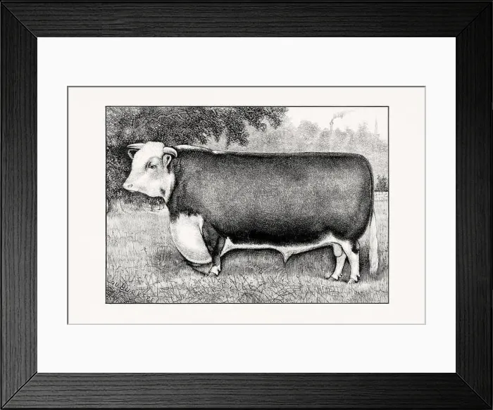 Framed Print : Hereford Cattle. Antique cattle illustration of a bull from an 1887 livestock book Framed Print : Hereford Cattle. Antique cattle illustration of a bull from an 1887 livestock book