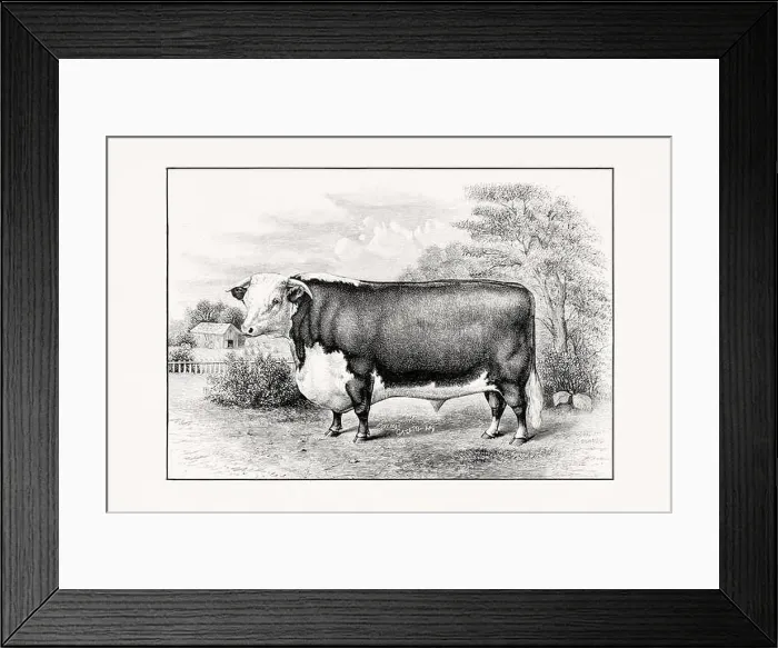 Framed Print : Hereford Cattle. Antique cattle illustration of a bull from an 1887 livestock book Framed Print : Hereford Cattle. Antique cattle illustration of a bull from an 1887 livestock book