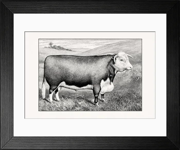 Framed Print : Hereford Cattle. Antique cattle illustration of a bull from an 1887 livestock book Framed Print : Hereford Cattle. Antique cattle illustration of a bull from an 1887 livestock book