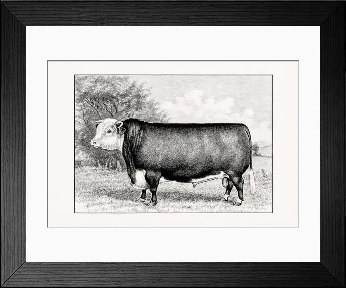Framed Print : Hereford Cattle. Antique cattle illustration of a bull from an 1887 livestock book Framed Print : Hereford Cattle. Antique cattle illustration of a bull from an 1887 livestock book