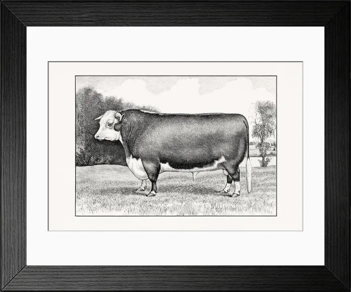 Framed Print : Hereford Cattle. Antique cattle illustration of a bull from an 1887 livestock book Framed Print : Hereford Cattle. Antique cattle illustration of a bull from an 1887 livestock book
