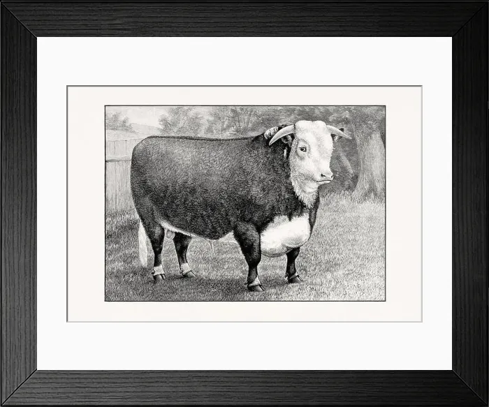 Framed Print : Hereford Cattle. Antique cattle illustration of a bull from an 1887 livestock book Framed Print : Hereford Cattle. Antique cattle illustration of a bull from an 1887 livestock book