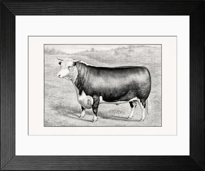 Framed Print : Hereford Cattle. Antique cattle illustration of a bull from an 1887 livestock book Framed Print : Hereford Cattle. Antique cattle illustration of a bull from an 1887 livestock book