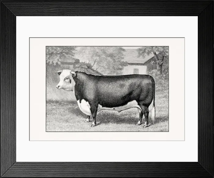 Framed Print : Hereford Cattle. Antique cattle illustration of a bull from an 1887 livestock book Framed Print : Hereford Cattle. Antique cattle illustration of a bull from an 1887 livestock book