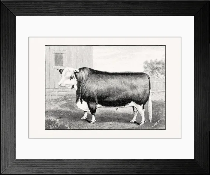 Framed Print : Hereford Cattle. Antique cattle illustration of a bull from an 1887 livestock book Framed Print : Hereford Cattle. Antique cattle illustration of a bull from an 1887 livestock book