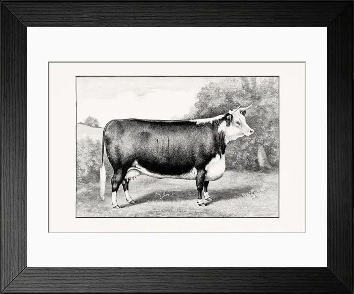 Framed Print : Hereford Cattle. Vintage cattle illustration of a cow from an 1887 livestock book Framed Print : Hereford Cattle. Vintage cattle illustration of a cow from an 1887 livestock book
