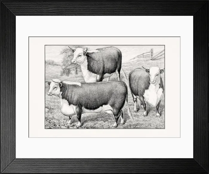 Framed Print : Hereford Cattle.Antique cattle illustration from an 1887 livestock book Framed Print : Hereford Cattle.Antique cattle illustration from an 1887 livestock book