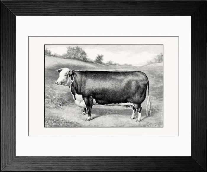 Framed Print : Hereford Cattle. Vintage cattle illustration of a cow from an 1887 livestock book Framed Print : Hereford Cattle. Vintage cattle illustration of a cow from an 1887 livestock book