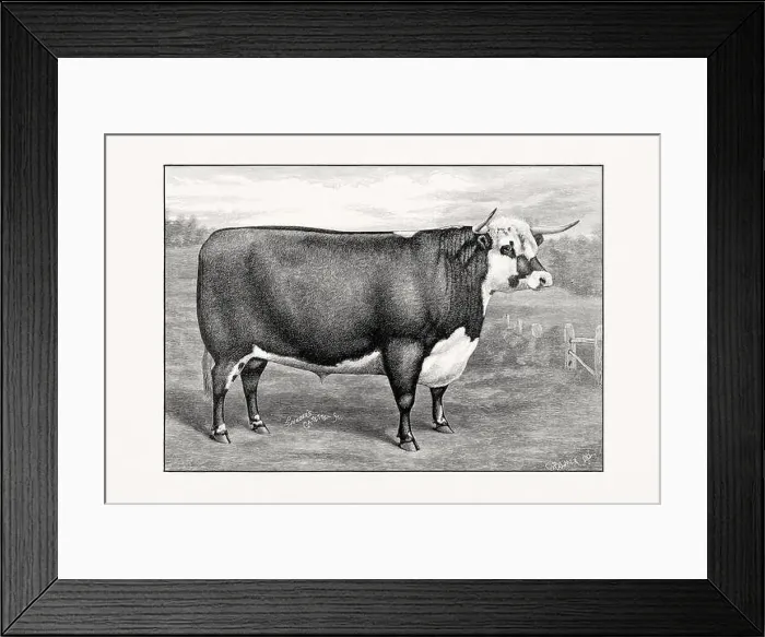Framed Print : Hereford Cattle. Antique cattle illustration of a bull from an 1887 livestock book Framed Print : Hereford Cattle. Antique cattle illustration of a bull from an 1887 livestock book