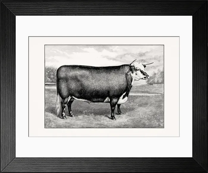 Framed Print : Hereford Cattle. Antique cattle illustration of a bull from an 1887 livestock book
