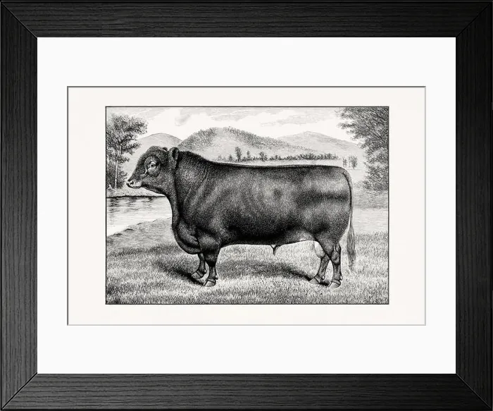 Framed Print : Aberdeen Angus Cattle. Antique cattle illustration of a bull from an 1887 livestock book