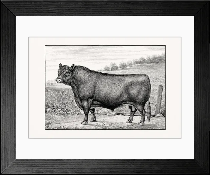 Framed Print : Aberdeen Angus Cattle. Antique cattle illustration of a bull from an 1887 livestock book Framed Print : Aberdeen Angus Cattle. Antique cattle illustration of a bull from an 1887 livestock book