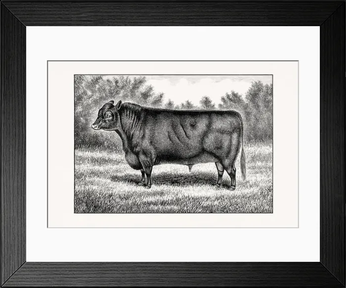 Framed Print : Aberdeen Angus Cattle. Antique cattle illustration of a bull from an 1887 livestock book Framed Print : Aberdeen Angus Cattle. Antique cattle illustration of a bull from an 1887 livestock book