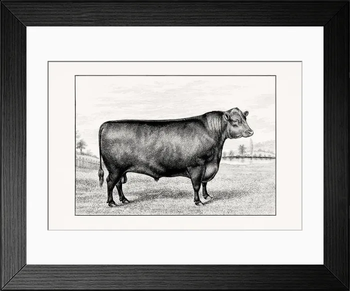 Framed Print : Aberdeen Angus Cattle. Antique cattle illustration of a bull from an 1887 livestock book
