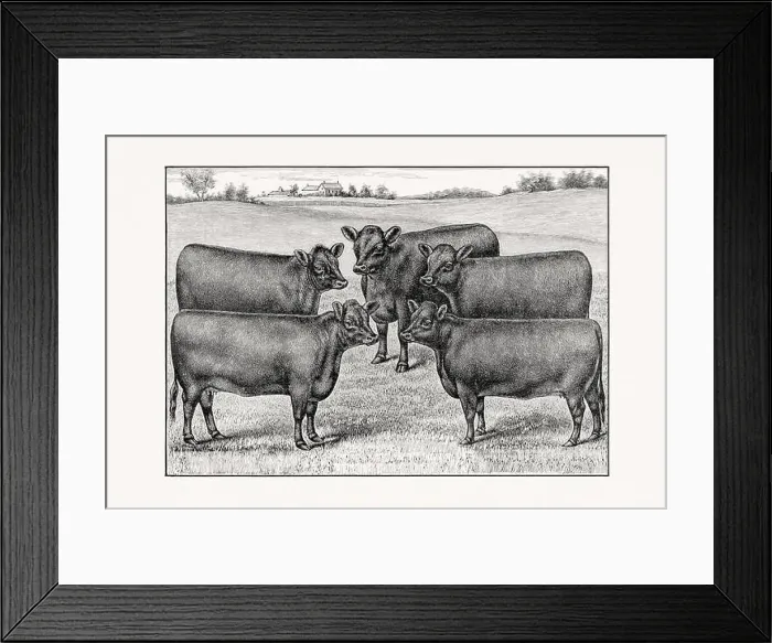 Framed Print : Aberdeen Angus Cattle Framed Print : Aberdeen Angus Cattle