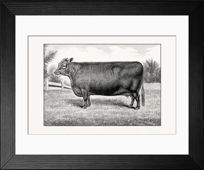 Framed Print : Aberdeen Angus Cattle. Vintage cattle illustration of a cow from an 1887 livestock book