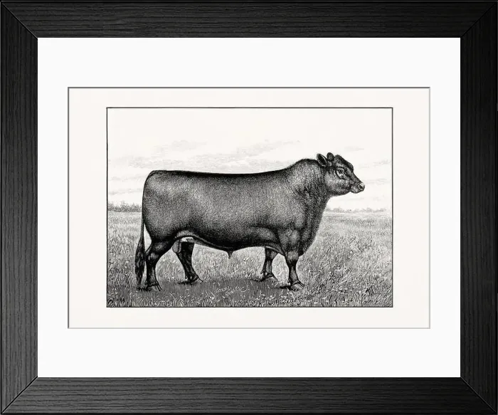 Framed Print : Aberdeen Angus Cattle. Antique cattle illustration of a bull from an 1887 livestock book Framed Print : Aberdeen Angus Cattle. Antique cattle illustration of a bull from an 1887 livestock book