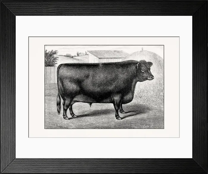 Framed Print : Aberdeen Angus Cattle. Antique cattle illustration of a bull from an 1887 livestock book Framed Print : Aberdeen Angus Cattle. Antique cattle illustration of a bull from an 1887 livestock book