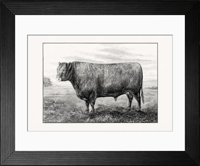 Framed Print : Galloway Cattle. Antique cattle illustration of a bull from an 1887 livestock book Framed Print : Galloway Cattle. Antique cattle illustration of a bull from an 1887 livestock book