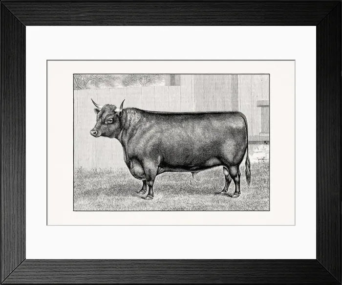 Framed Print : Devon Cattle. Antique cattle illustration of a bull from an 1887 livestock book Framed Print : Devon Cattle. Antique cattle illustration of a bull from an 1887 livestock book