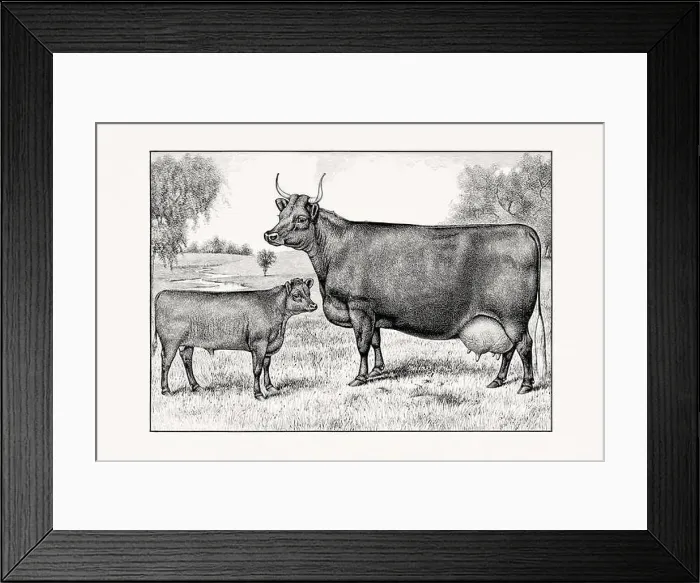 Framed Print : Devon Cattle. Vintage cattle illustration of a cow from an 1887 livestock book