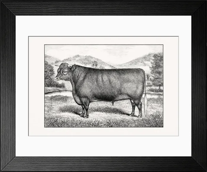 Framed Print : Sussex Cattle. Antique cattle illustration of a bull from an 1887 livestock book Framed Print : Sussex Cattle. Antique cattle illustration of a bull from an 1887 livestock book