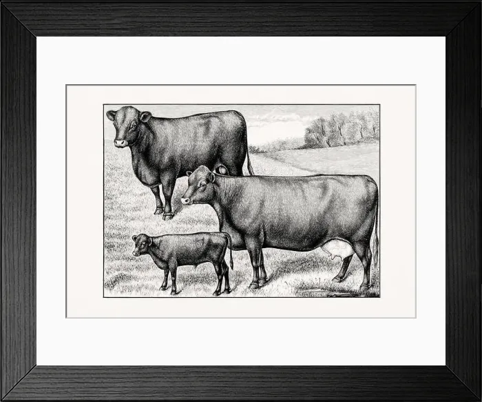 Framed Print : Red polled Cattle. Vintage cattle illustration of a cow from an 1887 livestock book Framed Print : Red polled Cattle. Vintage cattle illustration of a cow from an 1887 livestock book