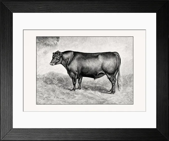 Framed Print : Red polled Cattle. Antique cattle illustration of a bull from an 1887 livestock book Framed Print : Red polled Cattle. Antique cattle illustration of a bull from an 1887 livestock book