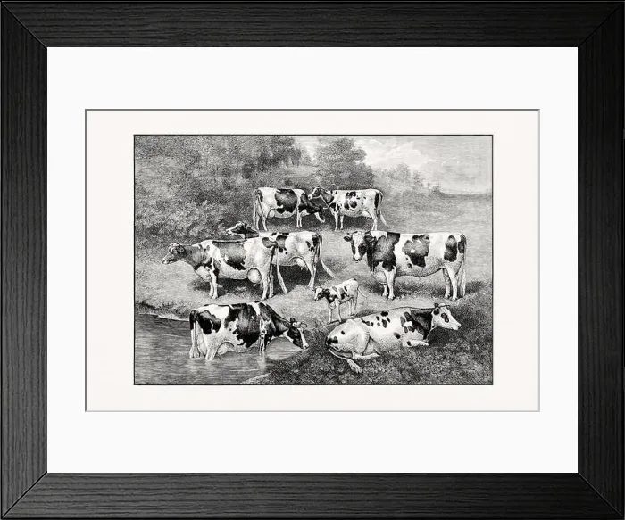 Framed Print : Holstein-Friesian Cattle. Vintage cattle illustration from an 1887 livestock book Framed Print : Holstein-Friesian Cattle. Vintage cattle illustration from an 1887 livestock book