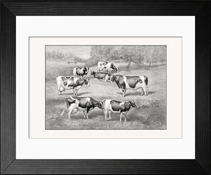 Framed Print : Holstein-Friesian Cattle. Vintage cattle illustration from an 1887 livestock book Framed Print : Holstein-Friesian Cattle. Vintage cattle illustration from an 1887 livestock book