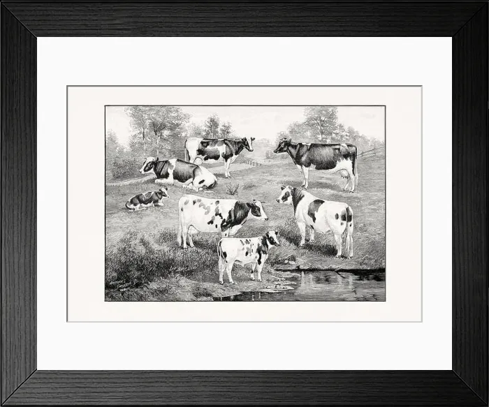 Framed Print : Holstein-Friesian Cattle. Vintage cattle illustration from an 1887 livestock book Framed Print : Holstein-Friesian Cattle. Vintage cattle illustration from an 1887 livestock book