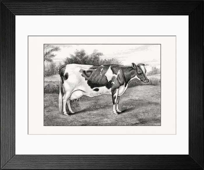 Framed Print : Holstein-Friesian Cattle. Vintage cattle illustration of a cow from an 1887 livestock book Framed Print : Holstein-Friesian Cattle. Vintage cattle illustration of a cow from an 1887 livestock book