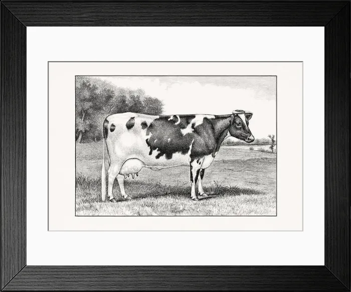 Framed Print : Holstein-Friesian Cattle. Vintage cattle illustration of a cow from an 1887 livestock book Framed Print : Holstein-Friesian Cattle. Vintage cattle illustration of a cow from an 1887 livestock book