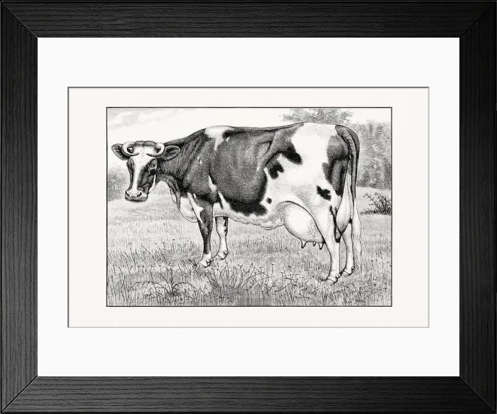 Framed Print : Holstein-Friesian Cattle. Vintage cattle illustration of a cow from an 1887 livestock book Framed Print : Holstein-Friesian Cattle. Vintage cattle illustration of a cow from an 1887 livestock book