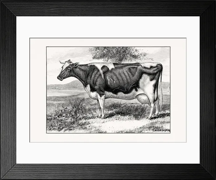Framed Print : Holstein-Friesian Cattle. Vintage cattle illustration of a cow from an 1887 livestock book Framed Print : Holstein-Friesian Cattle. Vintage cattle illustration of a cow from an 1887 livestock book
