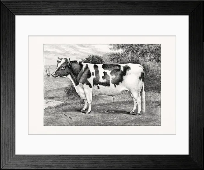 Framed Print : Holstein-Friesian Cattle. Antique cattle illustration of a bull from an 1887 livestock book Framed Print : Holstein-Friesian Cattle. Antique cattle illustration of a bull from an 1887 livestock book