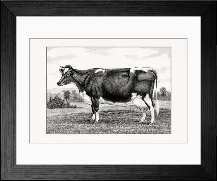 Framed Print : Holstein-Friesian Cattle. Vintage cattle illustration of a cow from an 1887 livestock book Framed Print : Holstein-Friesian Cattle. Vintage cattle illustration of a cow from an 1887 livestock book