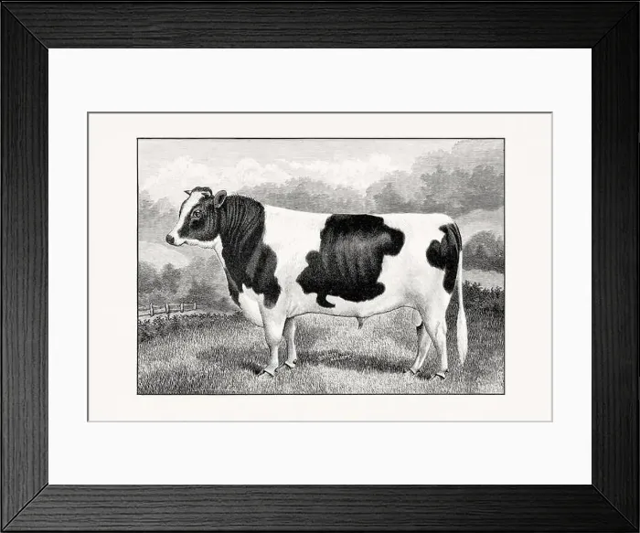 Framed Print : Holstein-Friesian Cattle. Antique cattle illustration of a bull from an 1887 livestock book Framed Print : Holstein-Friesian Cattle. Antique cattle illustration of a bull from an 1887 livestock book