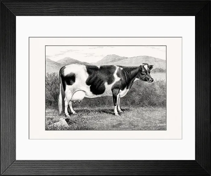 Framed Print : Holstein-Friesian Cattle. Vintage cattle illustration of a cow from an 1887 livestock book Framed Print : Holstein-Friesian Cattle. Vintage cattle illustration of a cow from an 1887 livestock book