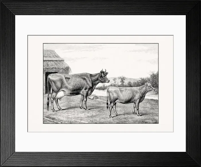 Framed Print : Jersey Cattle. Vintage cattle illustration from an 1887 livestock book Framed Print : Jersey Cattle. Vintage cattle illustration from an 1887 livestock book