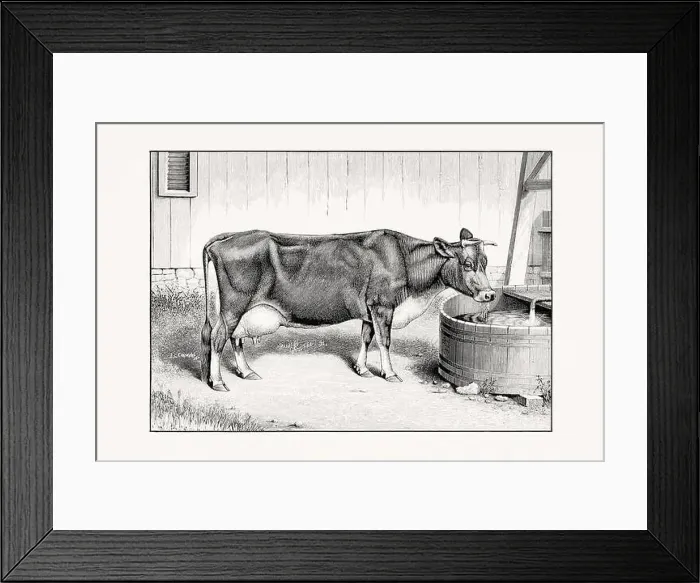 Framed Print : Jersey Cattle. Vintage cattle illustration of a cow from an 1887 livestock book Framed Print : Jersey Cattle. Vintage cattle illustration of a cow from an 1887 livestock book