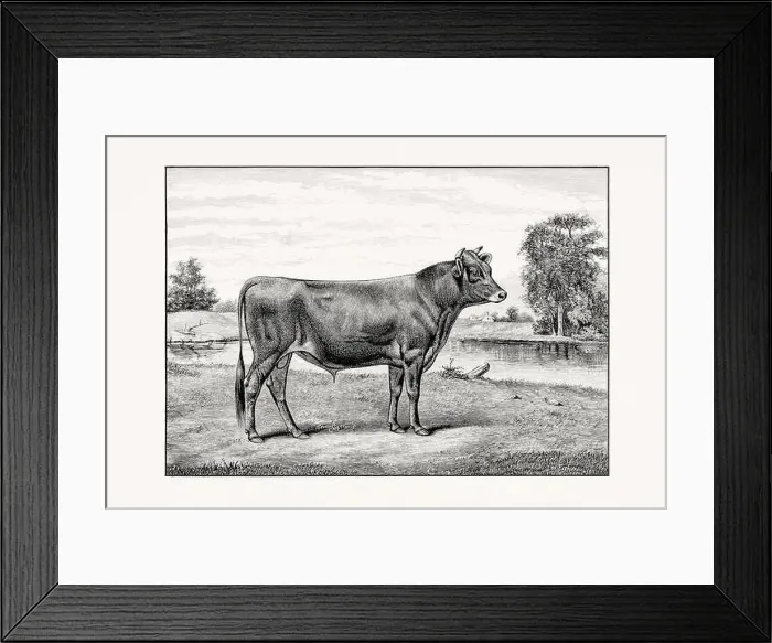 Framed Print : Jersey Cattle. Antique cattle illustration of a bull from an 1887 livestock book Framed Print : Jersey Cattle. Antique cattle illustration of a bull from an 1887 livestock book