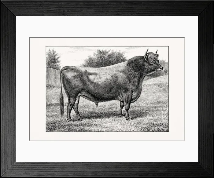 Framed Print : Jersey Cattle. Antique cattle illustration of a bull from an 1887 livestock book Framed Print : Jersey Cattle. Antique cattle illustration of a bull from an 1887 livestock book