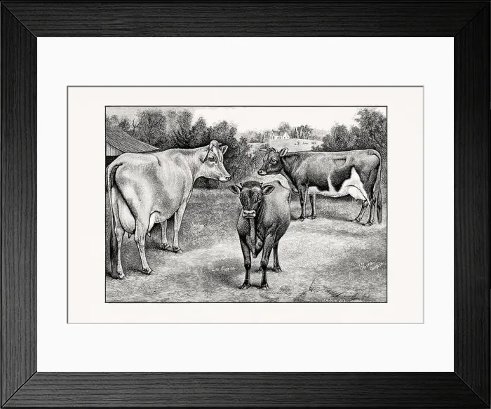 Framed Print : Jersey Cattle. Vintage cattle illustration from an 1887 livestock book Framed Print : Jersey Cattle. Vintage cattle illustration from an 1887 livestock book