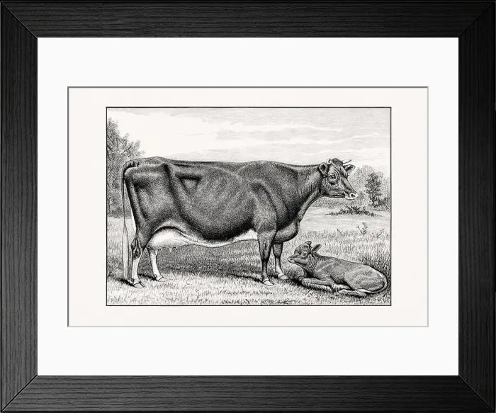 Framed Print : Guernsey Cattle. Vintage cattle illustration of a cow and calf from an 1887 livestock book Framed Print : Guernsey Cattle. Vintage cattle illustration of a cow and calf from an 1887 livestock book