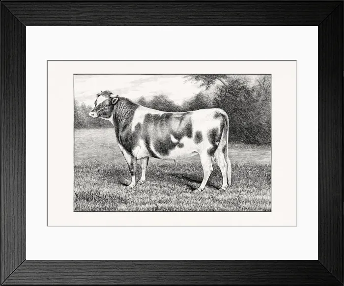 Framed Print : Guernsey Cattle. Antique cattle illustration of a bull from an 1887 livestock book Framed Print : Guernsey Cattle. Antique cattle illustration of a bull from an 1887 livestock book