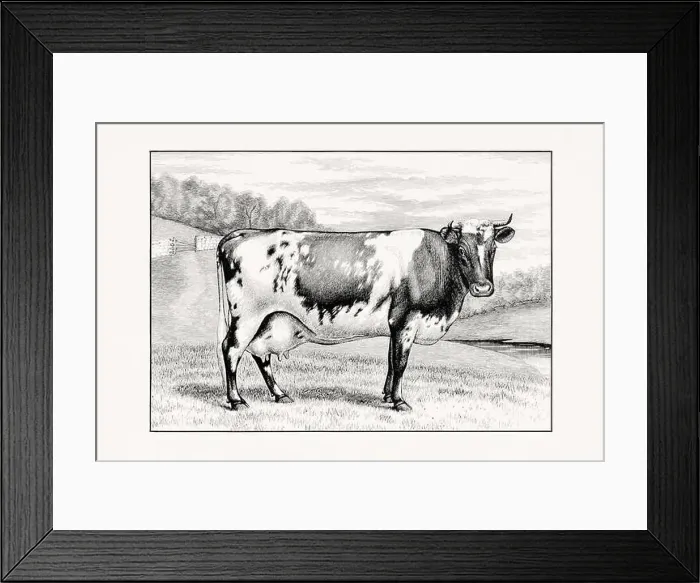 Framed Print : Ayshire Cattle, Vintage cattle illustration of a cow from an 1887 livestock book Framed Print : Ayshire Cattle, Vintage cattle illustration of a cow from an 1887 livestock book